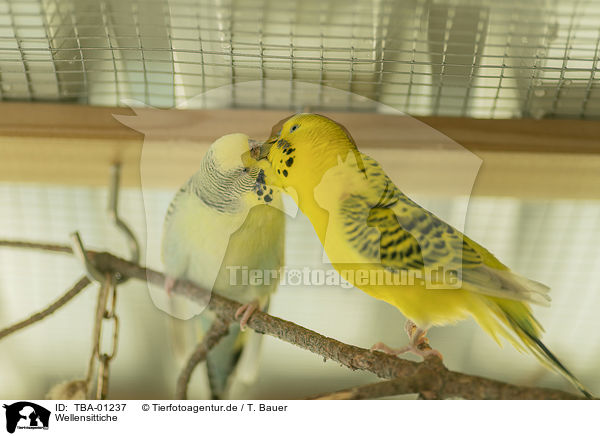 Wellensittiche / budgies / TBA-01237