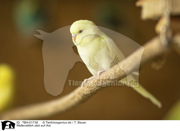 Wellensittich sitzt auf Ast / Budgerigar sitting on branch / TBA-01738