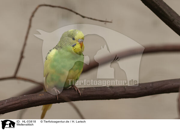 Wellensittich / budgie / HL-03818