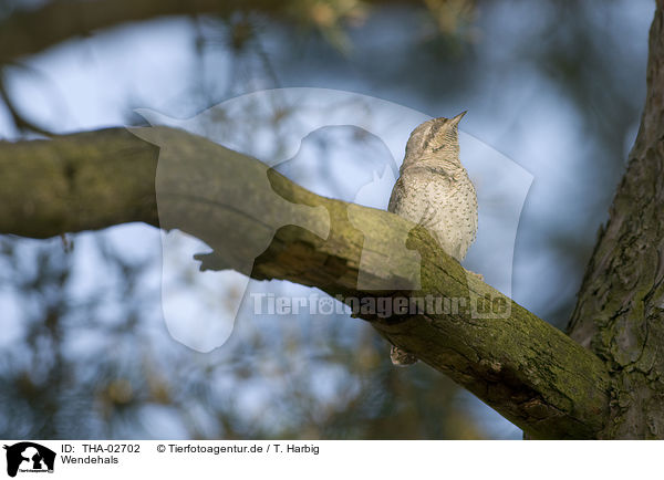 Wendehals / wryneck / THA-02702