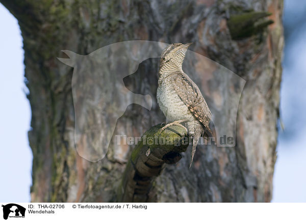 Wendehals / wryneck / THA-02706