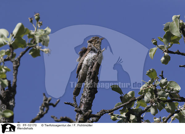 Wendehals / Eurasian Wryneck / FF-10170