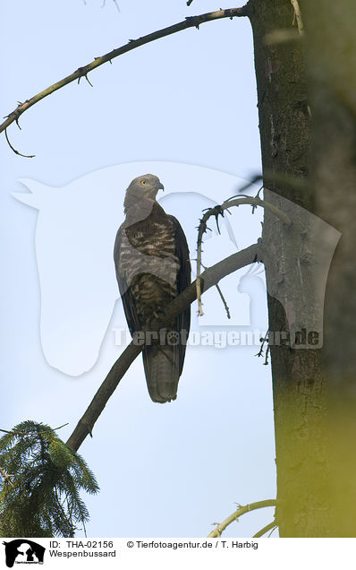 Wespenbussard / honey buzzard / THA-02156