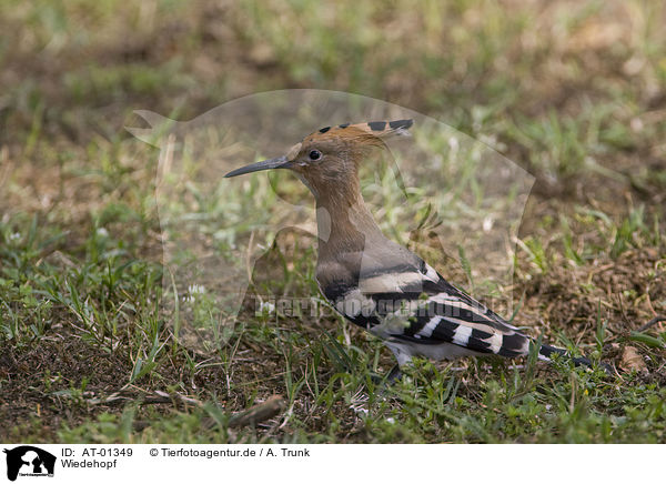 Wiedehopf / Hoopoe / AT-01349