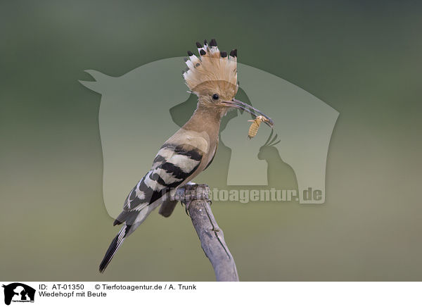 Wiedehopf mit Beute / Hoopoe with prey / AT-01350