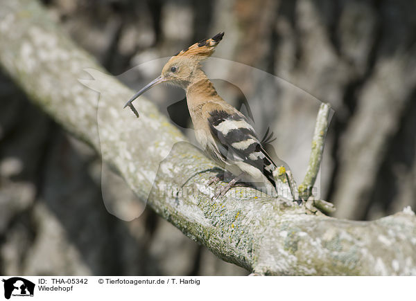 Wiedehopf / Eurasian hoopoe / THA-05342