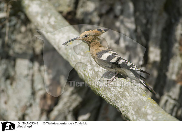 Wiedehopf / Eurasian hoopoe / THA-05343