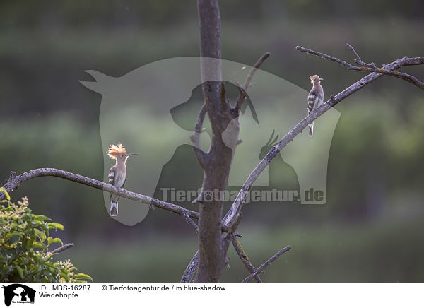 Wiedehopfe / Eurasian hoopoes / MBS-16287