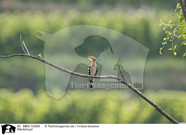 Wiedehopf / Eurasian hoopoe / MBS-16288