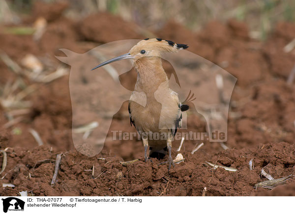 stehender Wiedehopf / standing Eurasian Hoopoe / THA-07077