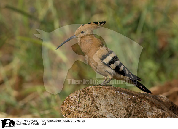 stehender Wiedehopf / standing Eurasian Hoopoe / THA-07083