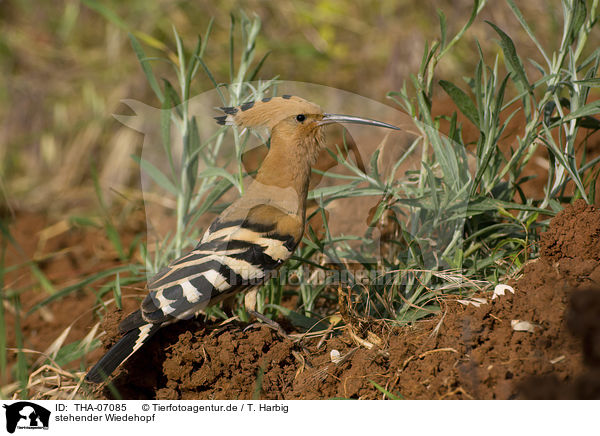 stehender Wiedehopf / standing Eurasian Hoopoe / THA-07085