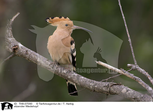 sitzender Wiedehopf / sitting Eurasian Hoopoe / THA-07090