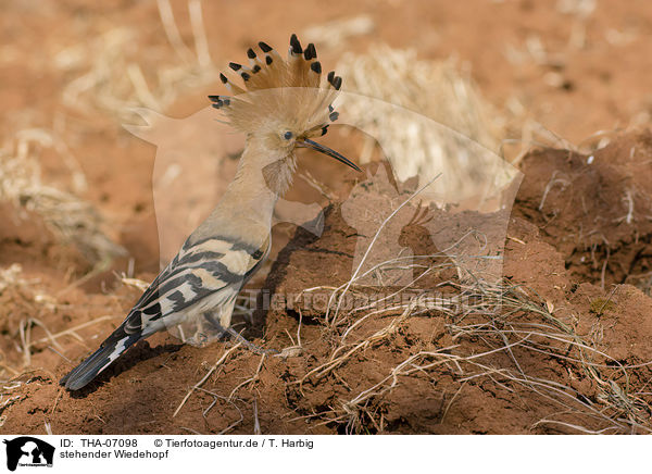 stehender Wiedehopf / standing Eurasian Hoopoe / THA-07098