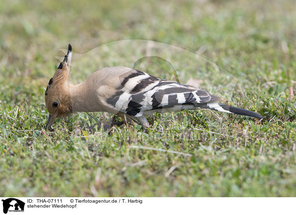 stehender Wiedehopf / standing Eurasian Hoopoe / THA-07111