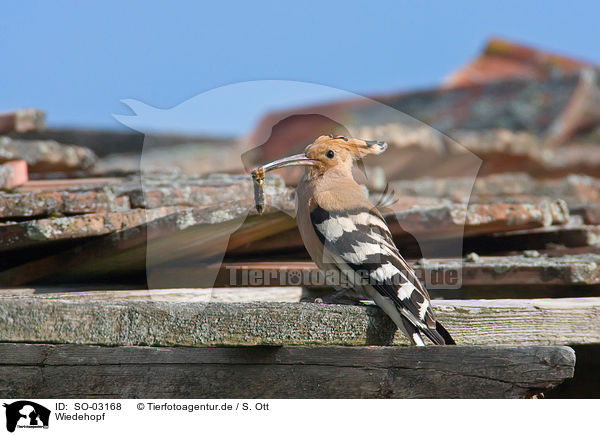 Wiedehopf / Eurasian hoopoe / SO-03168