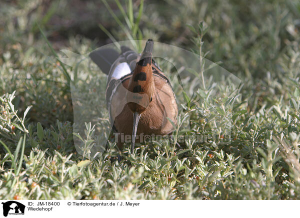 Wiedehopf / Eurasian hoopoe / JM-18400