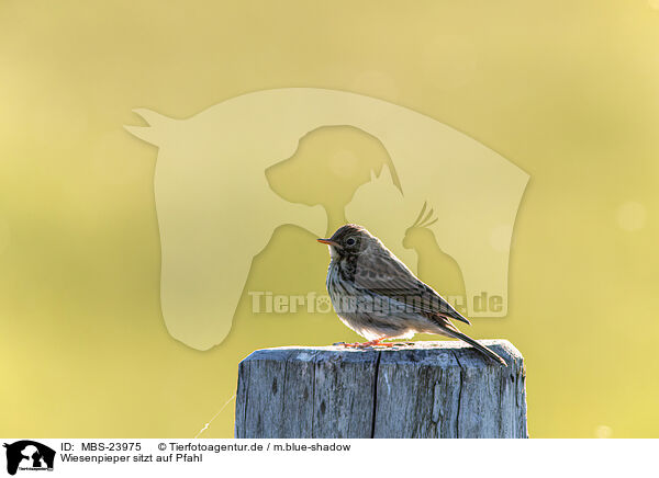 Wiesenpieper sitzt auf Pfahl / Meadow pipit sits on pole / MBS-23975