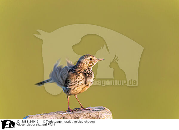 Wiesenpieper sitzt auf Pfahl / Meadow pipit sits on pole / MBS-24012