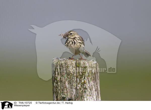 Wiesenpieper / meadow pipit / THA-10720