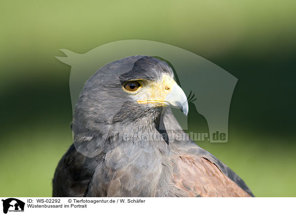 Wstenbussard im Portrait / Harris Hawk / WS-02292