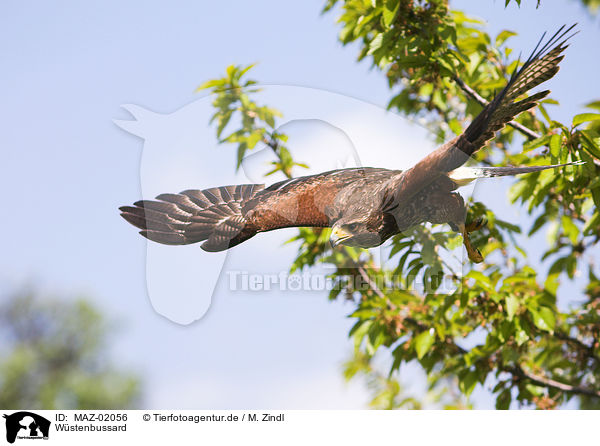 Wstenbussard / Harris's hawk / MAZ-02056