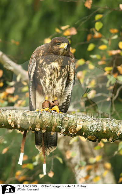 Wstenbussard / Harris hawk / AB-02503