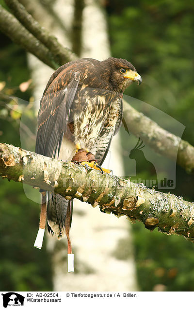 Wstenbussard / Harris hawk / AB-02504