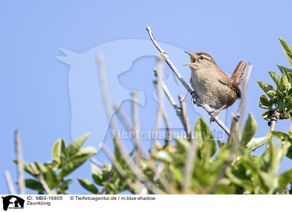 Zaunknig / winter wren / MBS-16805