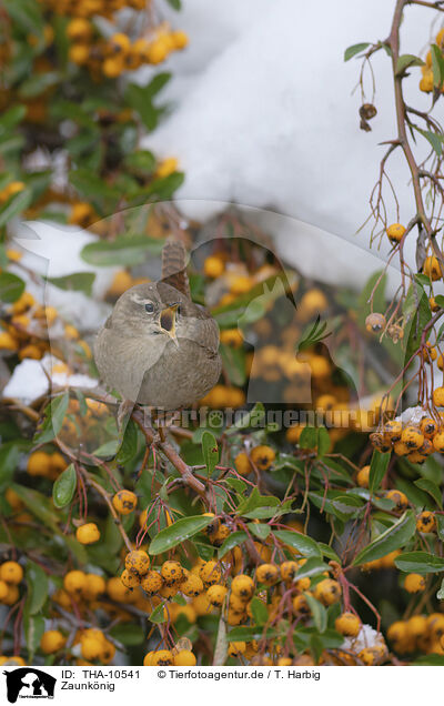 Zaunknig / winter wren / THA-10541