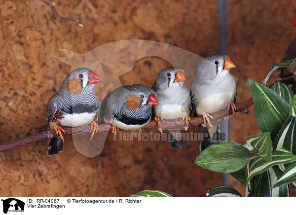 Vier Zebrafingen / Zebra Finch / RR-04067