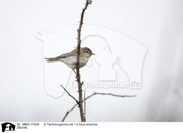 Zilpzalp / common chiffchaff / MBS-17606