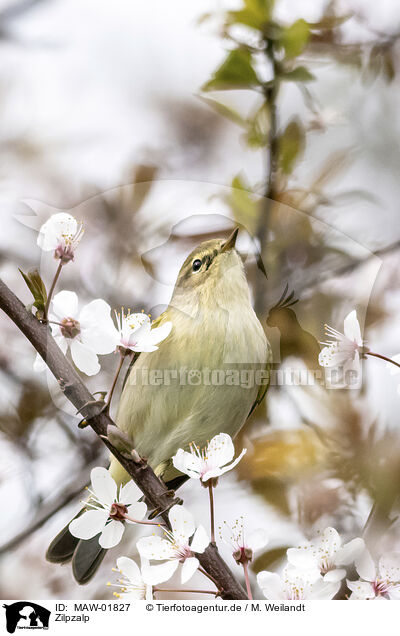 Zilpzalp / common chiffchaff / MAW-01827