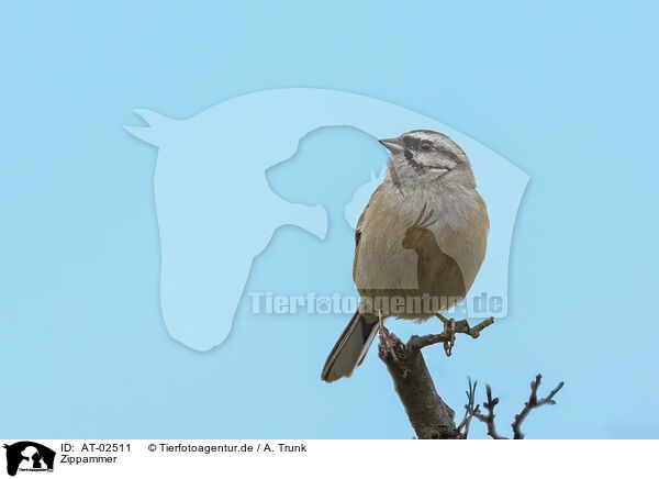 Zippammer / rock bunting / AT-02511