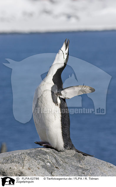 Zgelpinguin / chinstrap penguin / FLPA-02786