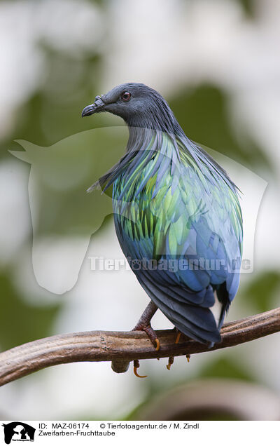 Zweifarben-Fruchttaube / Pied Imperial Pigeon / MAZ-06174