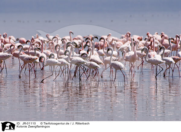 Kolonie Zwergflamingos / colonyof lesser flamingos / JR-01110