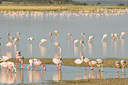 Zwergflamingos