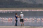 Kolonie Zwergflamingos