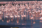 Kolonie Zwergflamingos