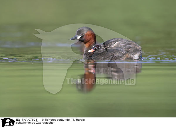 schwimmende Zwergtaucher / swimming Dabchicks / THA-07621