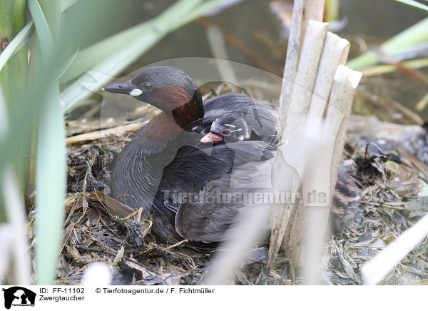 Zwergtaucher / dabchick / FF-11102