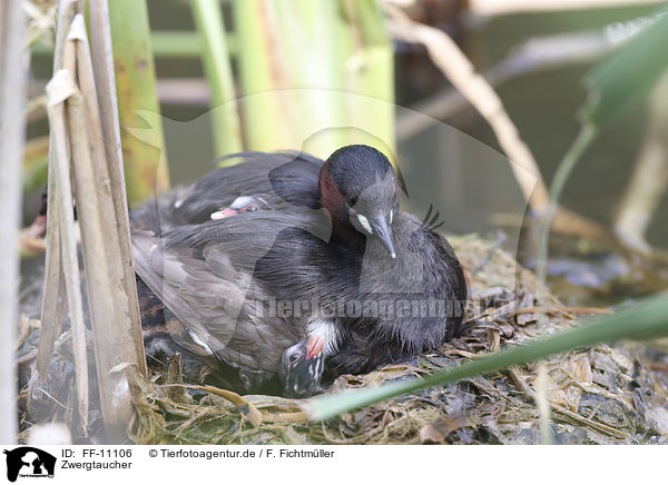 Zwergtaucher / dabchick / FF-11106