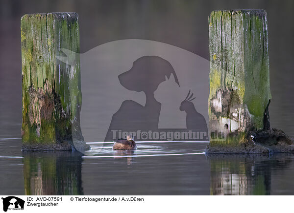 Zwergtaucher / dabchick / AVD-07591