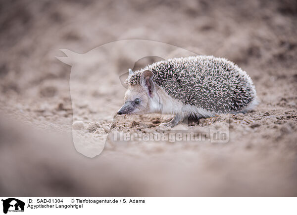 gyptischer Langohrigel / Egyptian long-eared hedgehog / SAD-01304