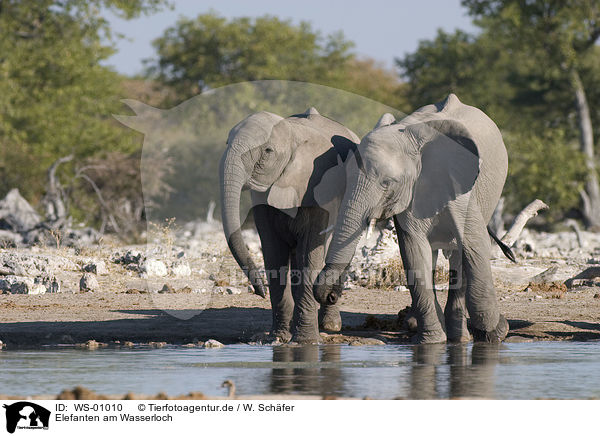 Elefanten am Wasserloch / elephants / WS-01010