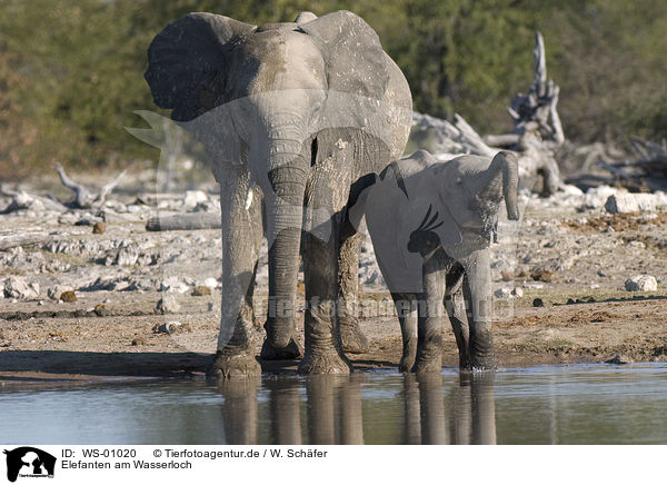 Elefanten am Wasserloch / elephants / WS-01020
