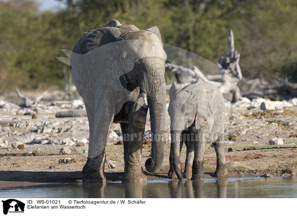 Elefanten am Wasserloch / elephants / WS-01021