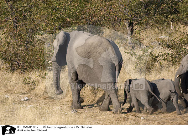 Afrikanischer Elefant / WS-01032