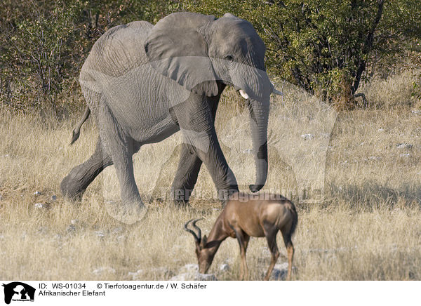 Afrikanischer Elefant / WS-01034